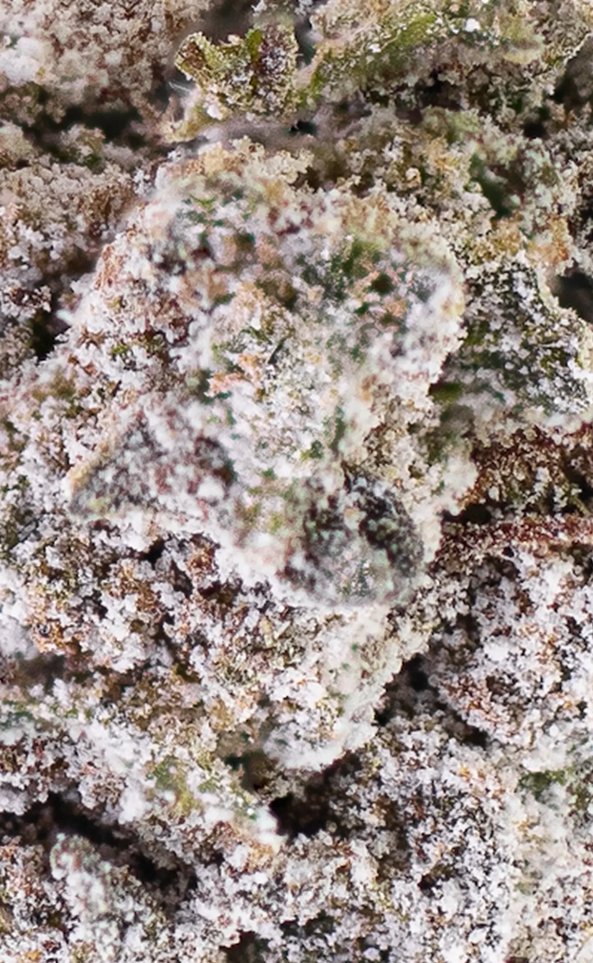 gros plan sur une fleur de cannabis thca