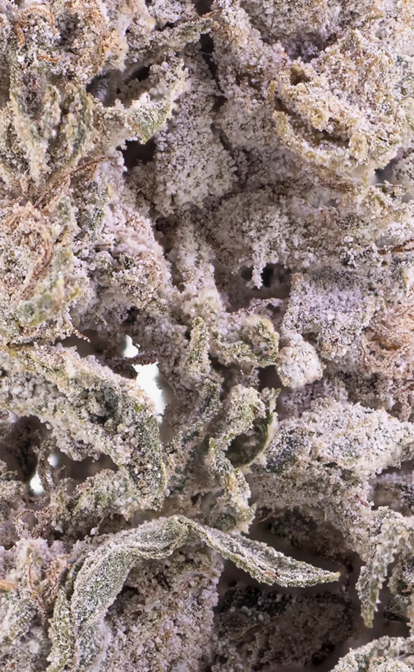 Herbz, fleur de cannabis THCA Polar Pineapple en gros plan macro