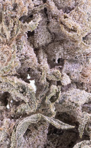 Herbz, fleur de cannabis THCA Polar Pineapple en gros plan macro