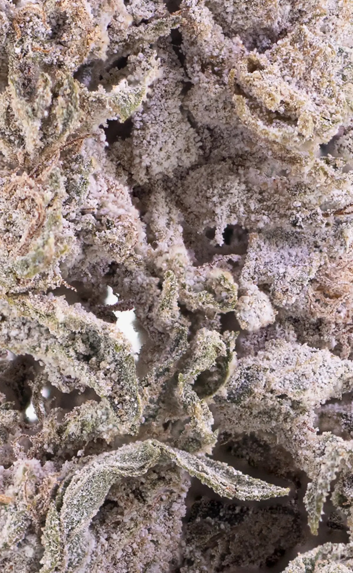 Herbz, fleur de cannabis THCA Polar Pineapple en gros plan macro
