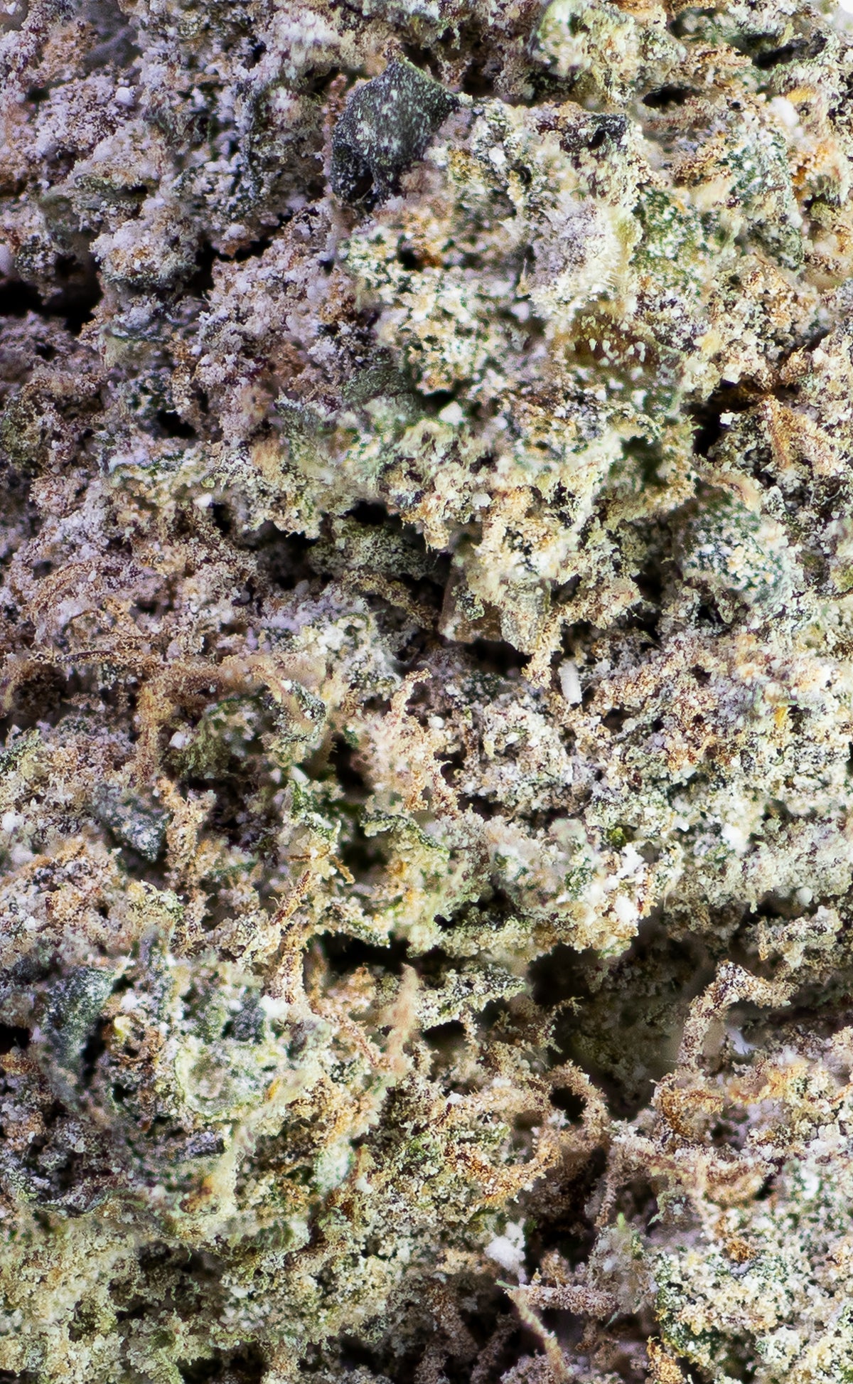 Vato-Loco Haze | 24% THCA