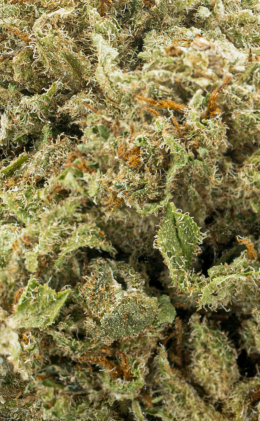 Zkittlez | 16% CBD - herbz.dk herbz.dk 1 g Fleur de CBD - cannabis légal