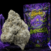 Fleur premium Amnesia Haze à la structure dense et à la fine couche de résine blanche