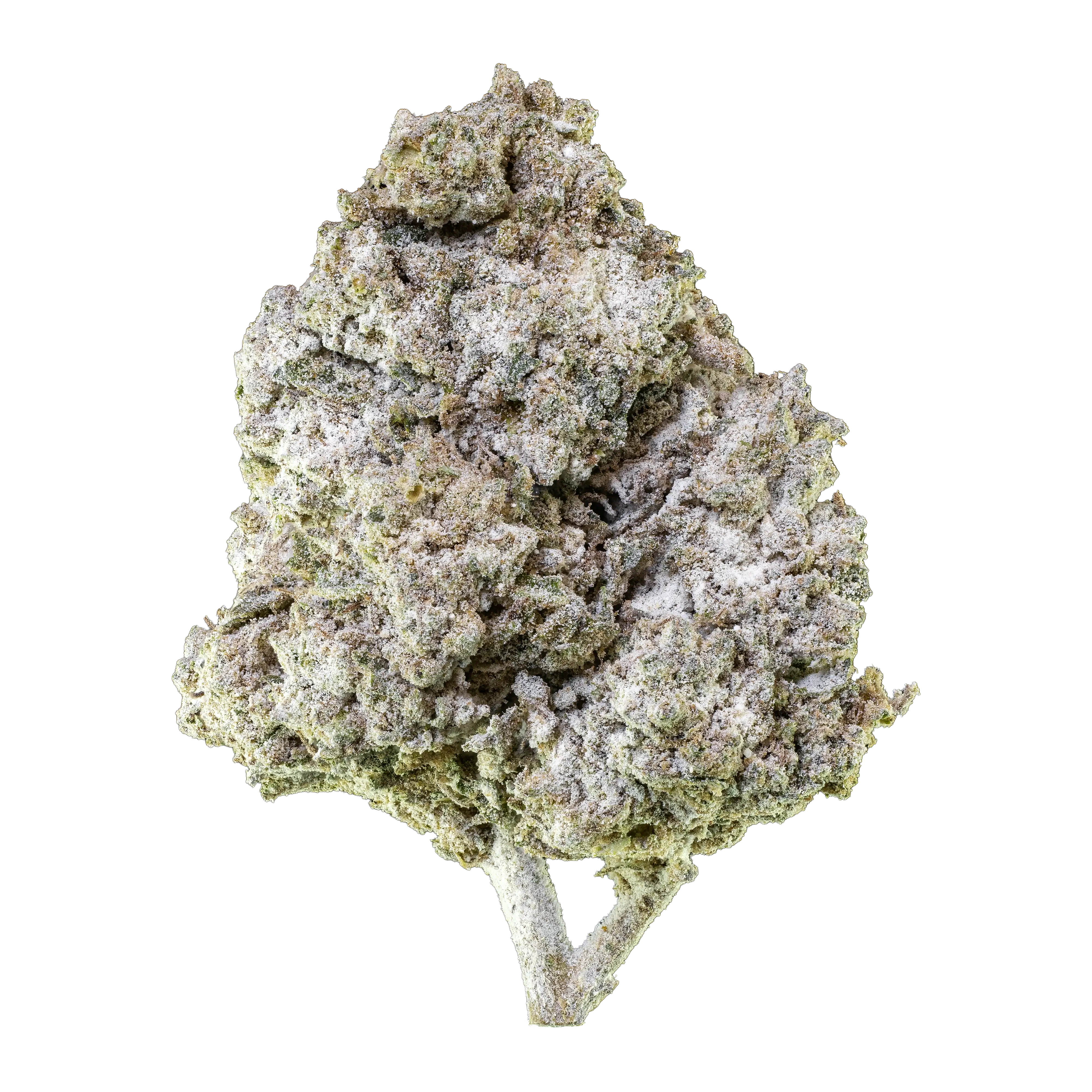 Emballage Herbz Thai Haze 10g avec un design inspiré de la jungle, vert et doré